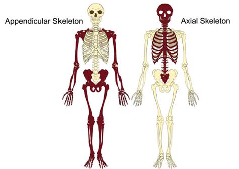 The Axial And Appendicular Skeleton
