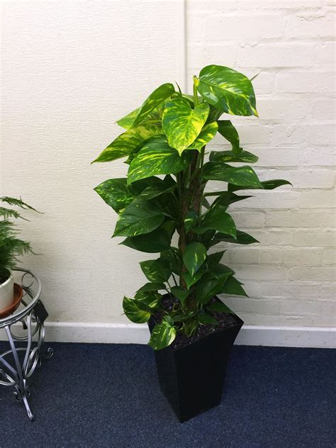 1 Large Indoor Office House Tree Milano Gloss Pot Palm Dracaena Snake