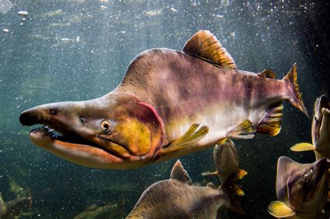 Pink Salmon Males Develop A Hump On Their Back During Mating Season