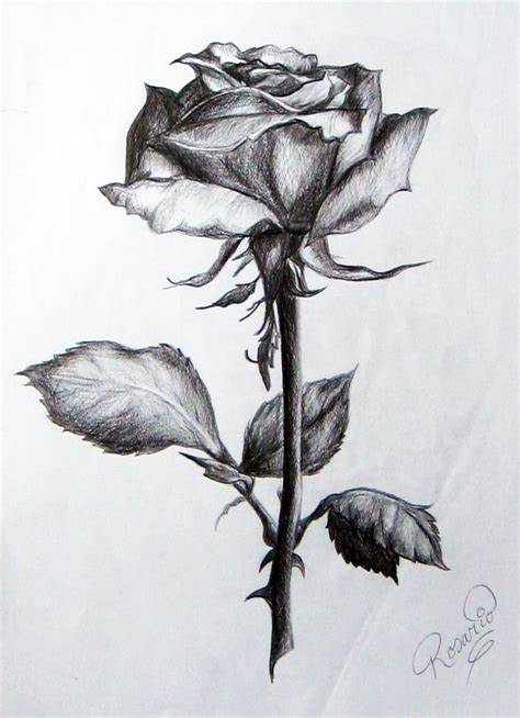 Bocetos De Flores A Lapiz Dibujos De Rosas A Lápiz Imagui
