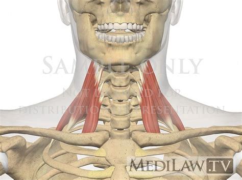 Scalene Muscles Anatomical D Cervical Muscles Scalenes Flickr Photo Sharing