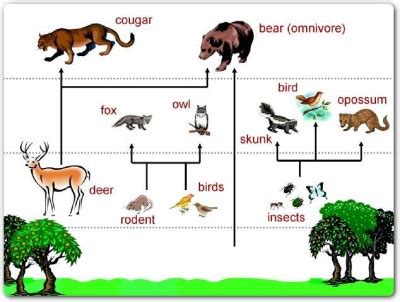 Learn vocabulary, terms and more with flashcards, games and other study tools. Taiga Forest Food Web