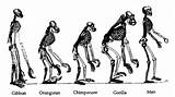Images of Theory Evolution Monkeys
