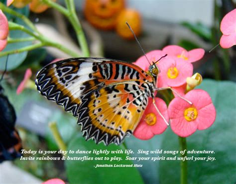 Butterflies Quotes Inspirational Quotes About Butterflies