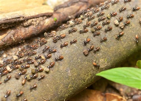 When Do Termites Swarm And How To Prepare For Swarming Season Precise
