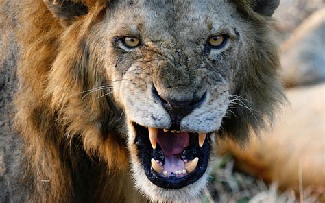 Animal Lion In Angry Face Hd Wallpapers