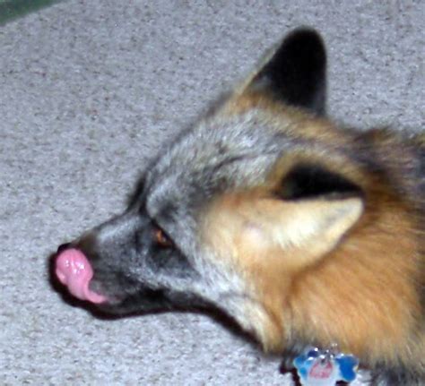The Pet Fox What To Feed A Fox Why Meat Is Important