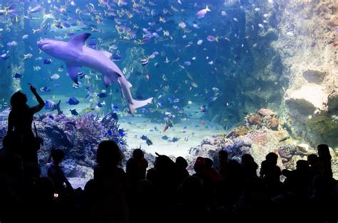 Sea Life Sydney Aquarium Away We Go Tours