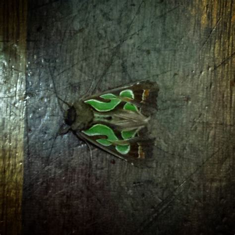 What Is This Cool Looking Moth Found In My Kitchen Se Qld Australia