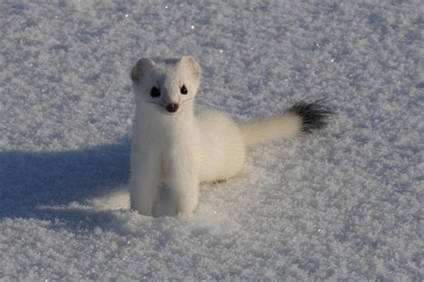 Snow Cute Animal Stoat Weasel Ermine Moon Glitch
