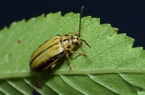 Insect Profiles Elm Leaf Beetle Xanthogaleruca Luteola Iron Tree