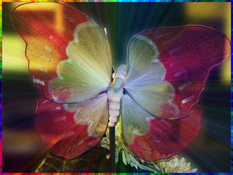 Psychedelic Butterfly Far Out Man Mike Flickr