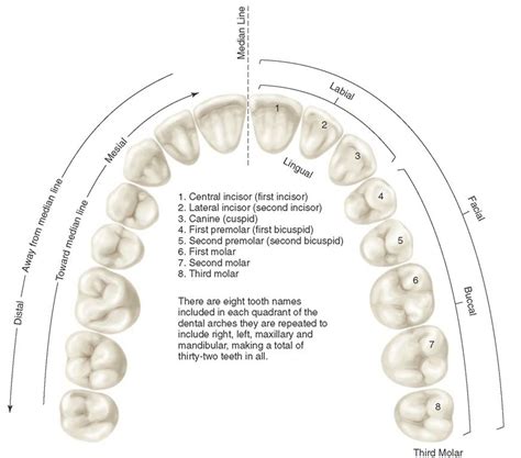 Application Of Nomenclature Tooth Numbers L1 To L8 Indicating Left