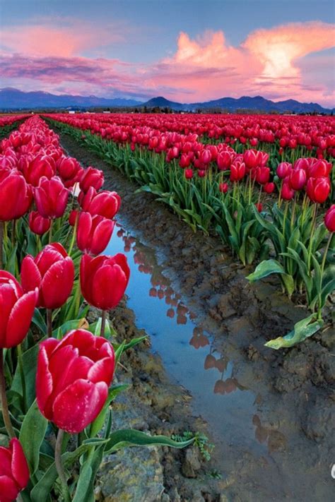 Love Tulips Beautiful Nature Beautiful Landscapes Flowers Nature