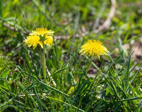 Yellow Dandelion On A Meadow In Spring Stock Photo Image Of Beauty