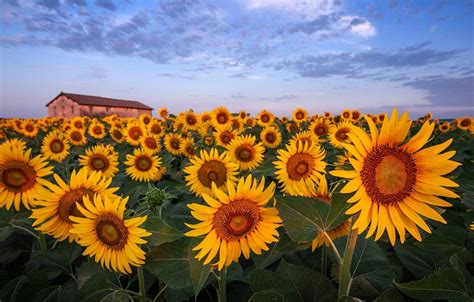 Sunflowers tablet laptop wallpapers hd desktop backgrounds. 1080p Computer hd: Desktop Computer Sunflower Wallpaper