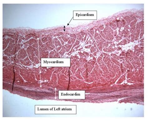 The Circulatory System Histology Slides Flashcards Quizlet