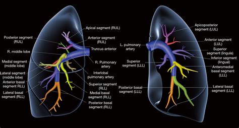 Lung Segments Anatomy