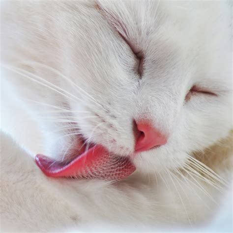 See more ideas about cat grooming, cats, grooming. Solutions for an Over-Grooming Cat - Rainier Veterinary ...