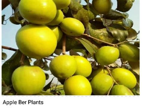 Fruit Plant Full Sun Exposure Kashmir Red Apple Ber Plants For Fruits At Rs 50plant In Prayagraj