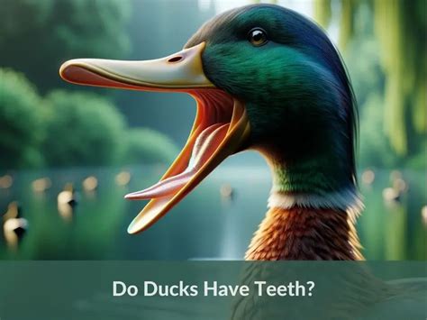 Do Ducks Have Teeth All You Need To Know Grow Green Gardens