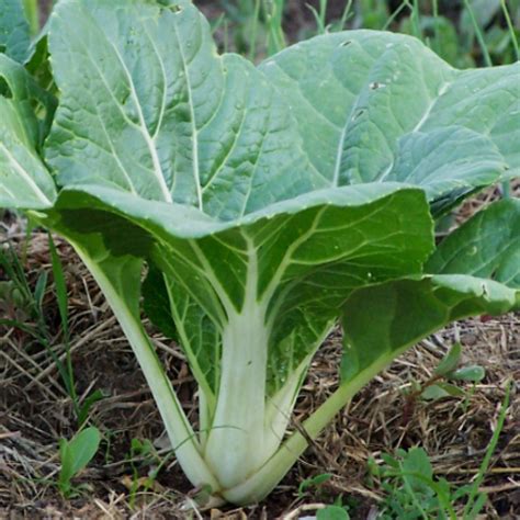 Stem modifications are the variety of forms of the stem different from a typical stem with erect and branched main axis, to perform diversity of secondary functions (e.g.storage of food,support,multiplication etc. PAK CHOI - WHITE STEM 0.01kg (10g)