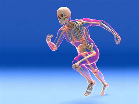 Bones Muscles And Movement Pathfinders