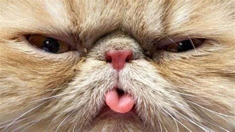 Ten Cheeky Cats Poking Their Tongue Out At You Youtube