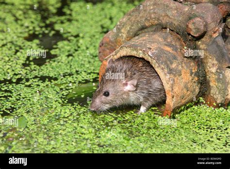 Brown Rat Rattus Norvegicus Captive In Pipe August 2009 Stock Photo