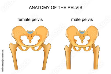 Comparison Of The Skeleton Of The Male And Female Pelvis Stock Vector Adobe Stock