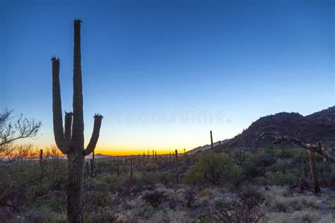 Saguaro Cactus In The Sonoran Desert In Arizona Stock Photo Image Of