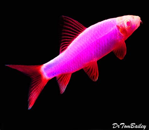 Premium Galactic Very Purple Glofish Rainbow Shark