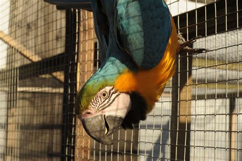 Parrots Are The Latest To Join Zoo At Fenn Bell Pub In St Mary Hoo