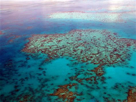 Great Barrier Reef Coral Death Inhabitat Green Design Innovation