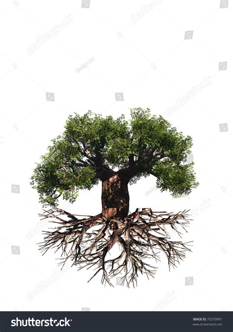 351 Baobab Roots Images Stock Photos And Vectors Shutterstock