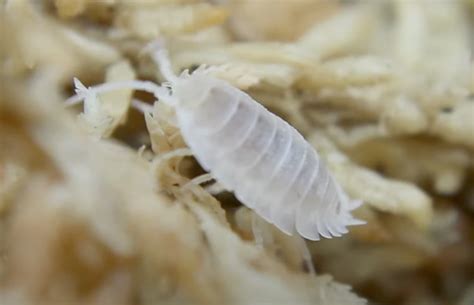 These Isopods Are So Cute The Tye Dyed Iguana Reptiles And Reptile