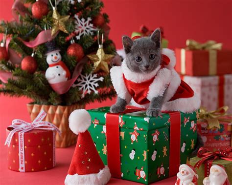 Find the best christmas cat wallpaper on wallpapertag. Kittens Wallpaper: Kitten Wallpaper