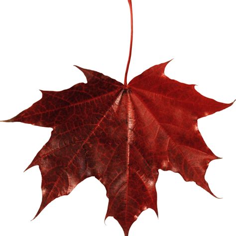 Maple Leaf Canada Transparent Png