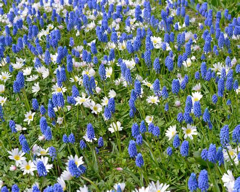 Muscari Armeniacum Bulbs — Buy Grape Hyacinths Online At Farmer Gracy Uk