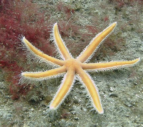Seven Legged Starfish By Ukwreckdiver On Deviantart