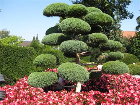 Die pflanze aus der familie der heidekrautgewächse (ericaceae) weist ihre größte artenvielfalt im. Kostenlose foto : Baum, Natur, Blume, Frühling, Grün ...