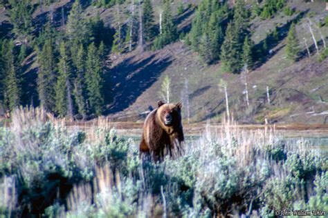 Yellowstone National Park Bear Photos ~ Yellowstone Up Close And Personal