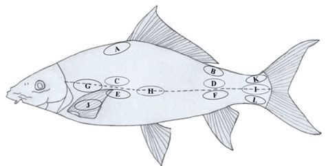 Schematic Drawing Of Sampling Region Of Fishes Anterior Dorsal