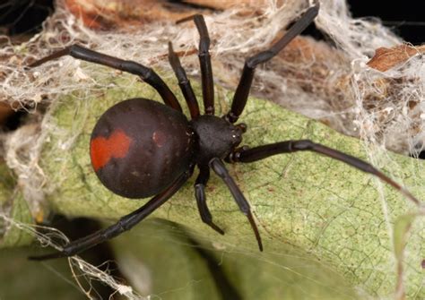 Redback Spiders School Of Biomedical Sciences