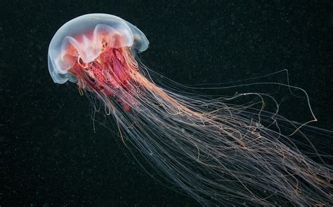 Jellyfish Nature Sea Animals Wallpapers Hd Desktop
