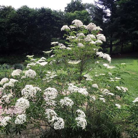 Sambucus Canadensis Common Elderberry Ancient Roots Native Nursery