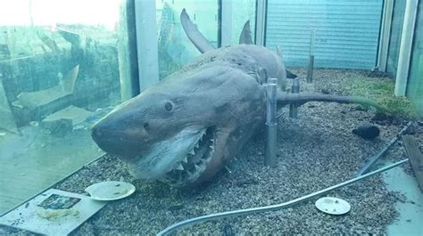 Inside Decaying Zoo With Remains Of Four Metre Great White Shark