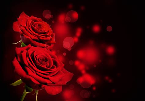 Explore all types of landscape design subjects like irrigation systems, garden design apps, plant types and hardscaping materials. Black Background Red Roses | Gallery Yopriceville - High ...