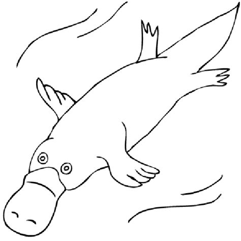 Duck Billed Platypus Drawing Clip Art Library