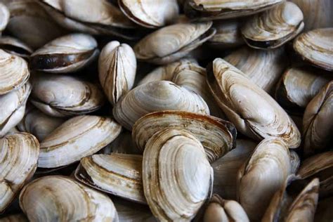 Ocean Acidification Threatens To Destroy Shellfish Populations